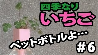 【植物栽培】四季なりいちご #6　(Four seasons strawberry)