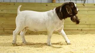 MAKING THE GRADE SALE 2025- LOT 3 BOOTJACK BOERS SHOOT TO THRILL