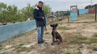 KÖPEKLERDE TEMEL İTAAT EĞİTİMİ NASIL VERİLİR