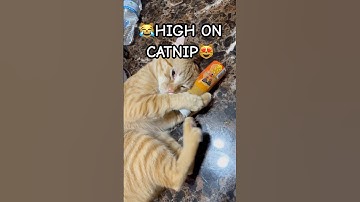open the CATNIP please#cat #catnip