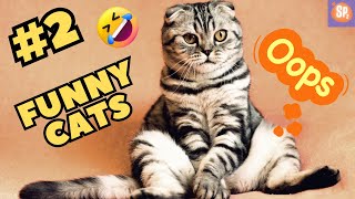 Funny Videos Cats and Animal Try not to laugh impossible 2024 SP2