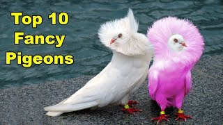 दुनिया में 10 सबसे खूबसूरत कबूतर | 10 Most Beautiful Pigeons In The World |Stunningly Beautiful Bird