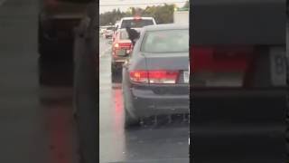 Пес поющий под дождем Пес поющий под дождем