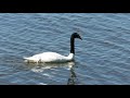 CISNE CUELLO NEGRO NADANDO