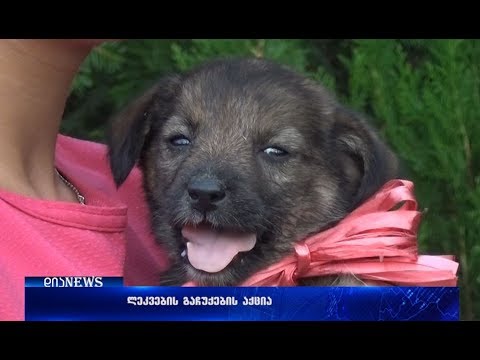 გორში ლეკვების გაჩუქების აქცია მიმდინარეობს 17.08.2018