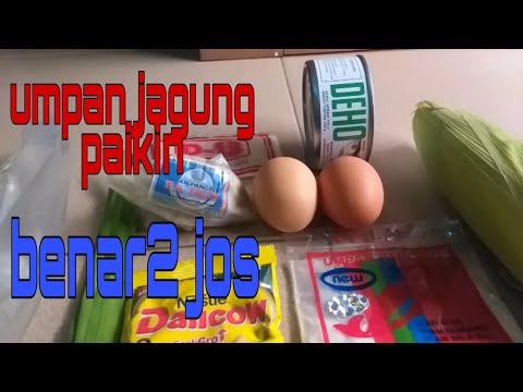 UMPAN IKAN MAS JAGUNG PAIKIN || BENAR2 JOS
