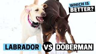 Labrador vs. Doberman - Which is better for you? by Labrador Care 1,728 views 7 months ago 2 minutes, 53 seconds
