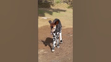 Okapi | Giraffe, Horse & Zebra Mix