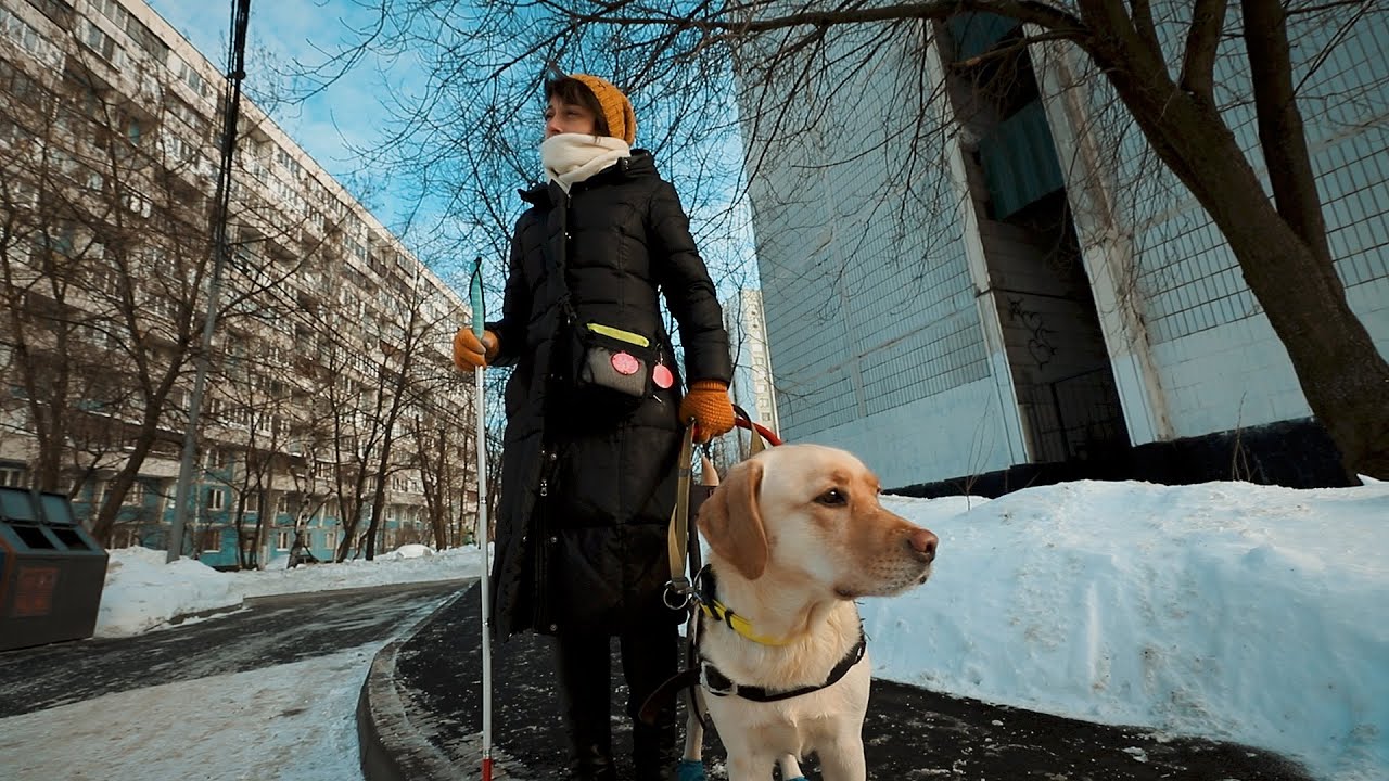 Международный день собак поводырей. Учебно-Кинологический центр собаки-помощники инвалидов. Купавна Кинологический центр собак поводырей. Собаки-проводники с комплектом снаряжения Владивосток. Центр подготовки собак проводников собаки помощники.