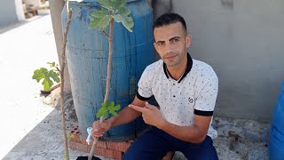 ستتفاجئ من شجرة التين اذا طبقت هذه النصائح زراعة شجرة التين فوق السطح برميل
