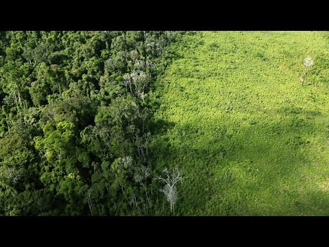 Video: Maaari bang natural na mangyari ang deforestation?
