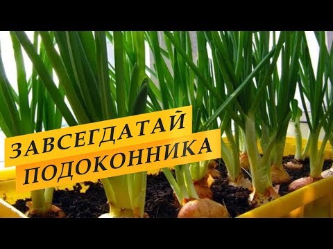 Выращивание зеленого лука дома на подоконнике.