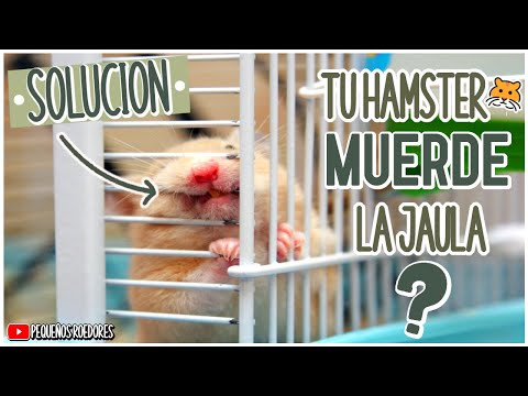 Video: Cómo Evitar Que Un Hámster Muerda Una Jaula