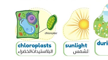 connect 4 | Unit 3 lesson 3