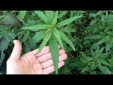 Video: Epazote Herb Growing - Paano Palaguin ang Epazote Plants
