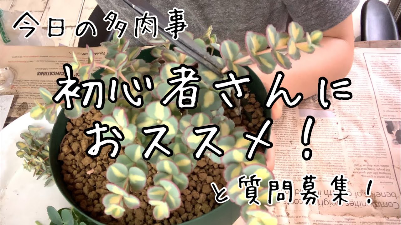 今日の多肉事 初心者さんにおススメしたい最強多肉ミセバヤ的youtube视频效果分析报告 Noxinfluencer