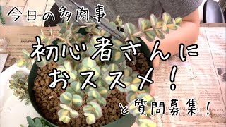 【今日の多肉事】初心者さんにおススメしたい最強多肉ミセバヤ