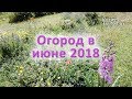 Огород в середине июня 2018 года. Природное земледелие. Жизнь в Болгарии
