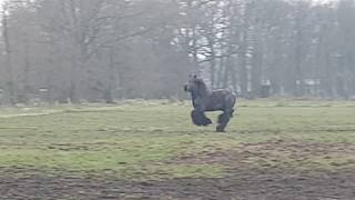 Belgian Draft Horse - Call your Horse like a Boss :D