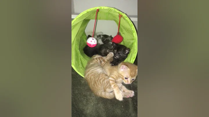 David Valla's Kittens at 27 Days (May 16)