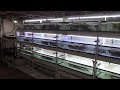 Gregs fishroom  winter 2023 fishroom tour