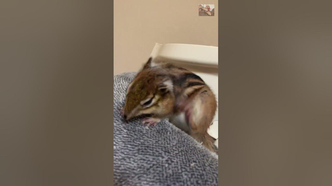 Vol 375 Chipmunk Grooming Slow Motion Ver Youtube