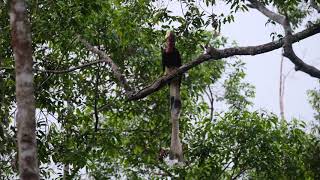 Helmeted Hornbill in Malaysia Year2020