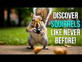 Top 20 amazing facts about squirrels you need to know