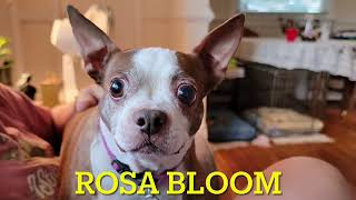 Rosa Bloom one of our sweet forever fosters in Boston Terrier Rescue East Tennessee