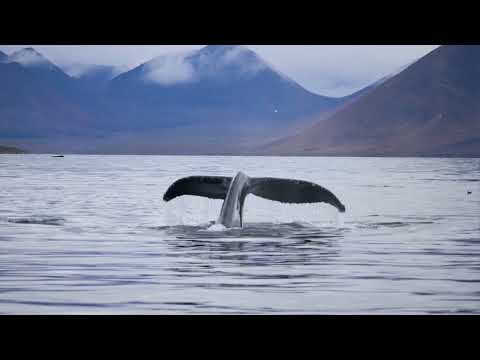 Видео: Забудьте о наблюдении за китами. Наблюдение за медведями - наше новое любимое занятие