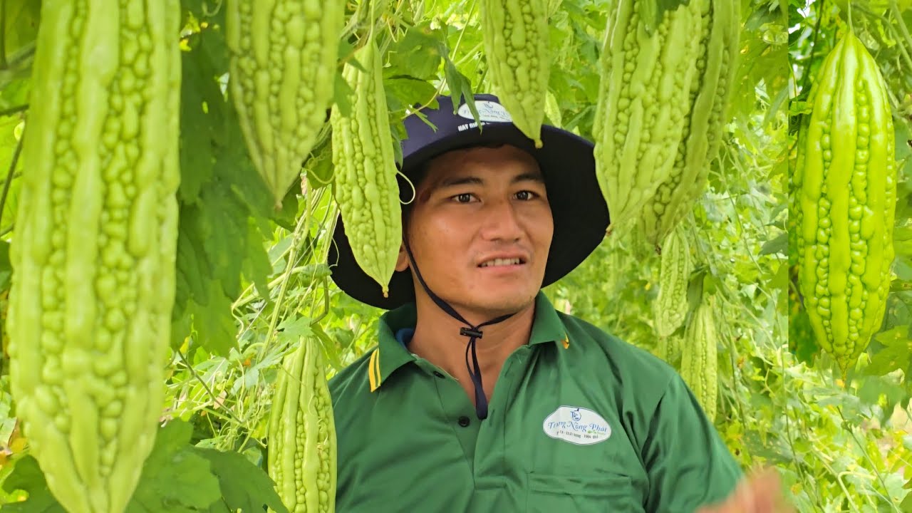 Khổ qua trái dài MT619 tại quê hương Vĩnh Châu Sóc Trăng