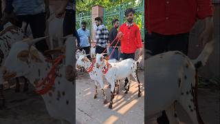 35 और 40 kg के Weight के bakre Taharpur bakra mandi #shorts