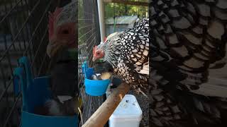 amazing murgi 🐔🐓 #viral #funny #comedy #shorts #Amazing #trending #travel #food #murgi