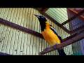 TURPIAL HD