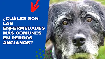 ¿Puede enfermar el pis de perro viejo?