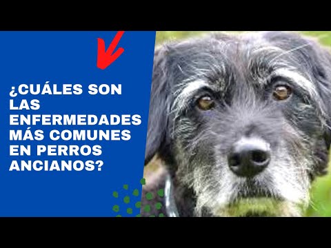 Video: 5 Enfermedades De Los Perros Mayores Que Debes Saber