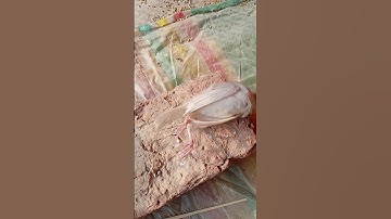 Java bird death #birds #foryou #lovebirds #viral#viralvideo