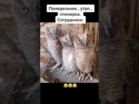 #юмор #шуточное #cat