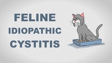 Feline Idiopathic Cystitis - Plain and Simple