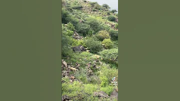 نغمه الزمن الجميل 