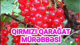 🔴 QIRMIZI QARAGAT MUREBBESININ HAZIRLANMASI 🔴🔴🔴 🔴 QIRMIZI QARAGAT MUREBBESININ HAZIRLANMASI 🔴🔴🔴