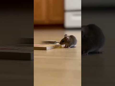 He Laughed Like He Wrote The Script Just Chill Laugh With Me