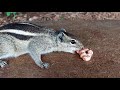 Cute Baby Squirrel feeding on PEANUTS | Squirrel feeding videos