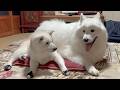 早くも大成長した姿を見せてくれる赤ちゃんと、いつまでも甘えん坊な柴犬とサモエド