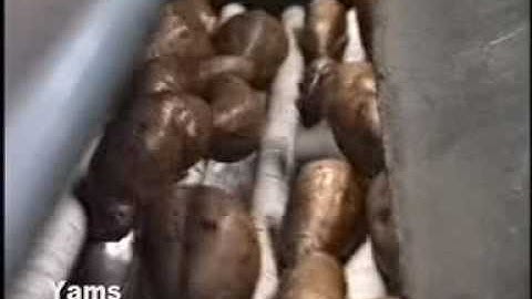 Kerian Grader Sorting Sweet Potatoes & Yams by Size