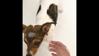 Blue's Bath time routine - Jack Chi dog bath