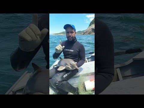 Video: Pet Scoop: Pletené dítě Dolphin zachránil na Floridě, Harry Potter fanoušci Ditch Pet sovy