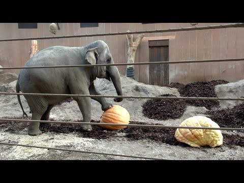 Video: Elefanter Knuser Gigantiske Græskar For At Ringe Om Efteråret I Oregon Zoo