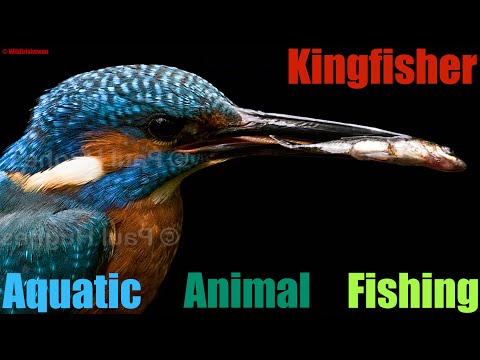 * FISHING TECHNIQUES *... from the * KINGFISHER *