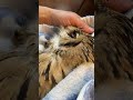 なでなで